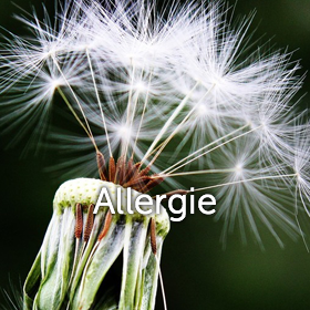 dandelion avec le mot allergie